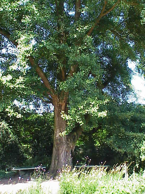 Ginkgo