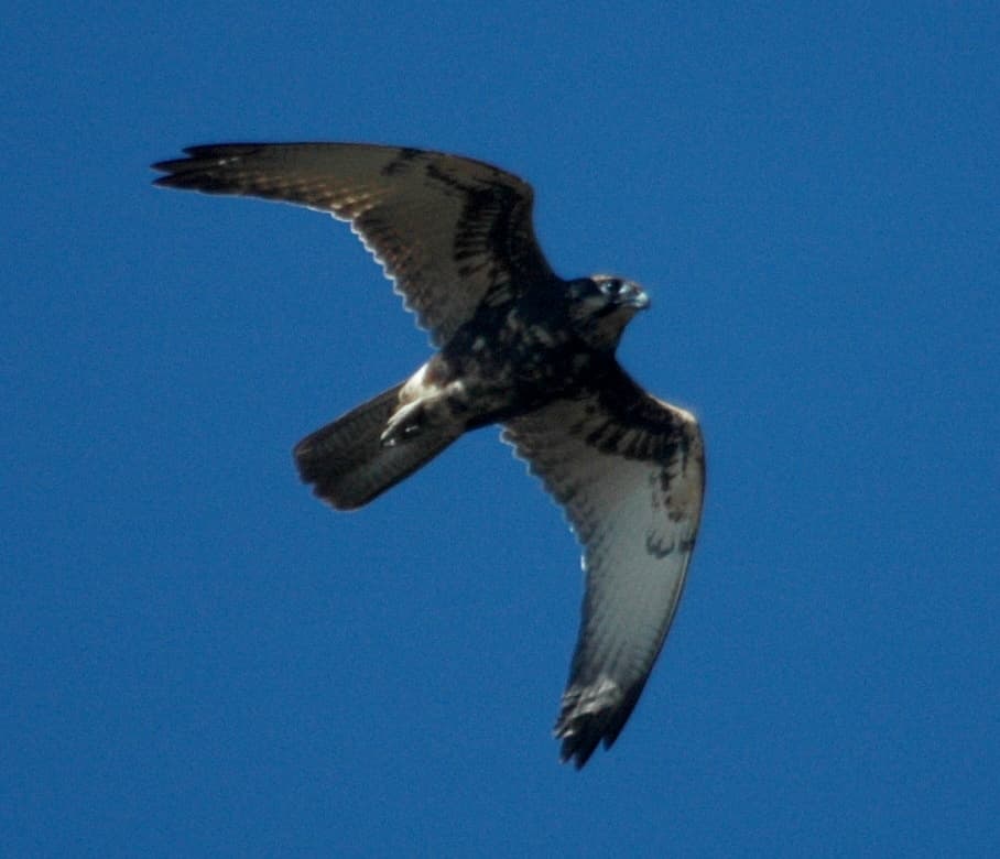 Falcons Flight